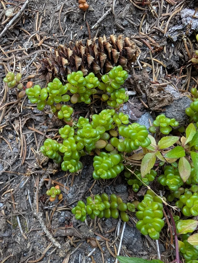 Sedum Divergens