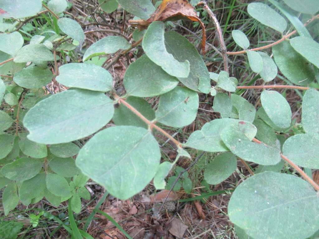 Lonicera Caerulea