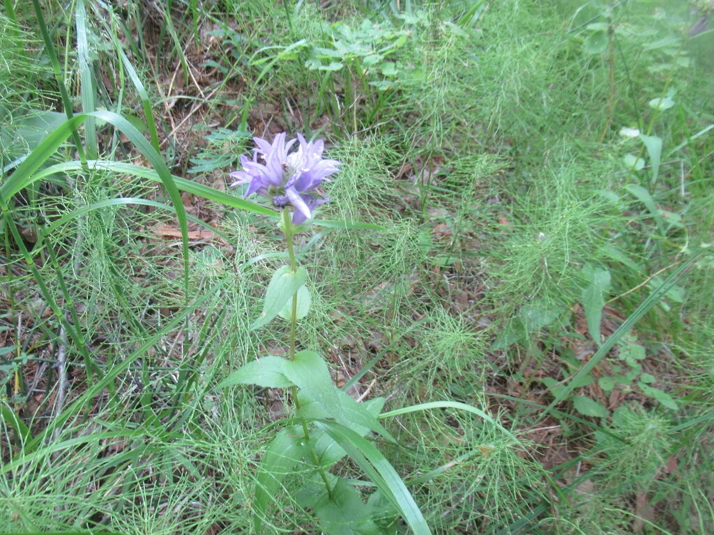 Campanula glomerata