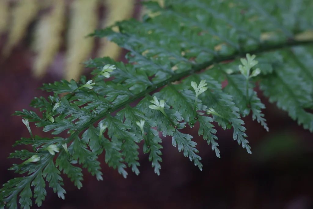 Asplenium Bulbiferum