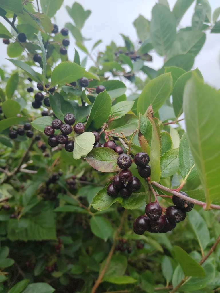 Aronia melanocarpa