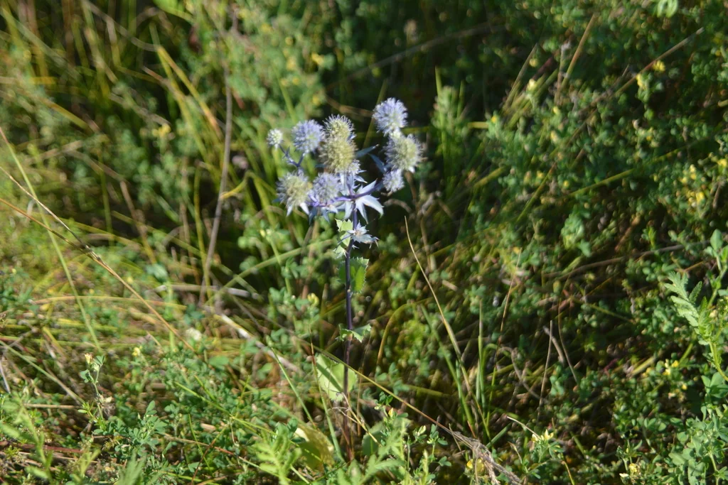 Eryngium Planum