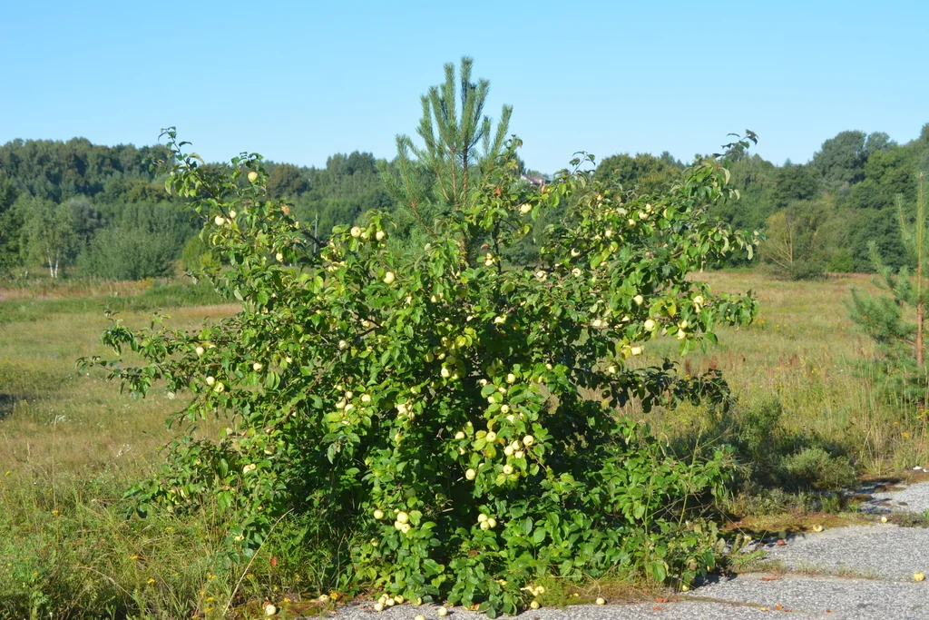 Malus Pumila