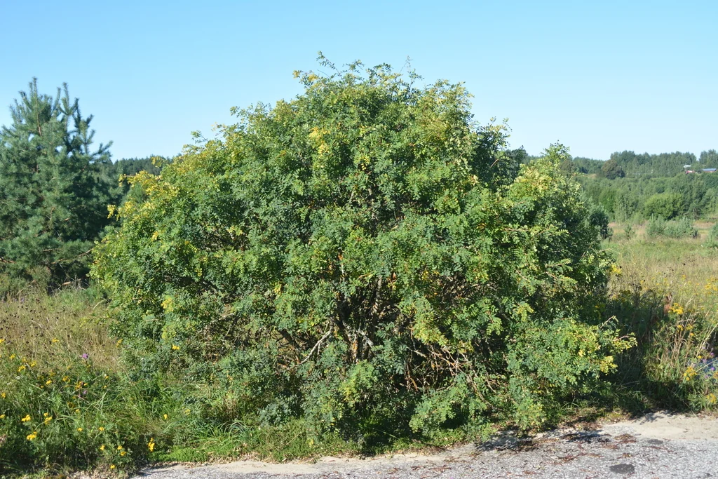 Caragana Arborescens