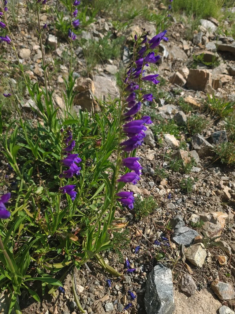Penstemon Strictus