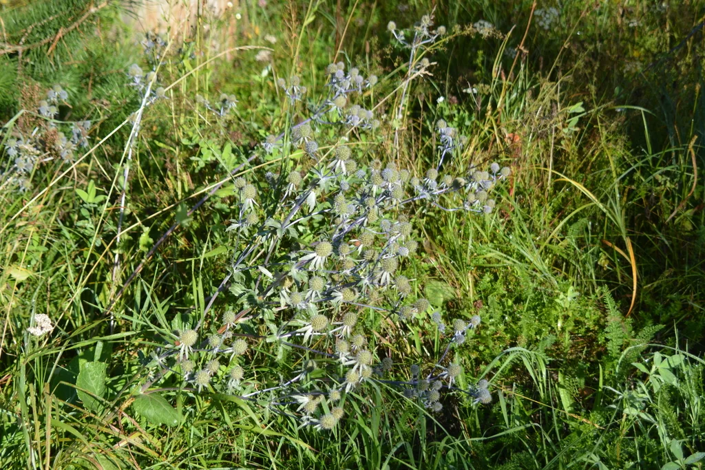 Eryngium Planum
