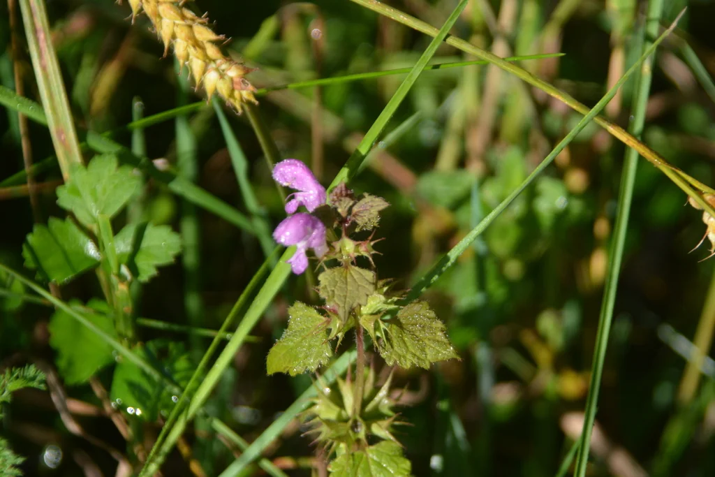 Lamium maculatum