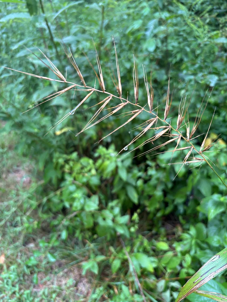 Elymus Hystrix