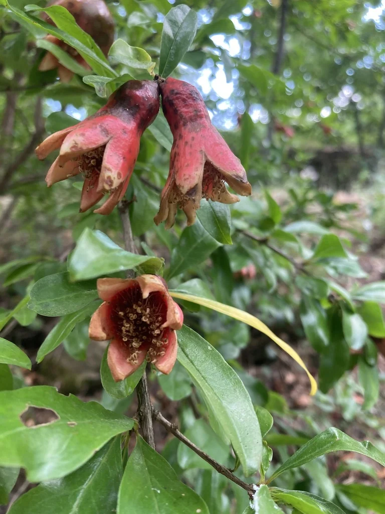 Punica granatum