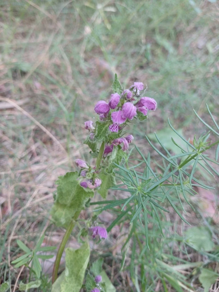 Lamium maculatum