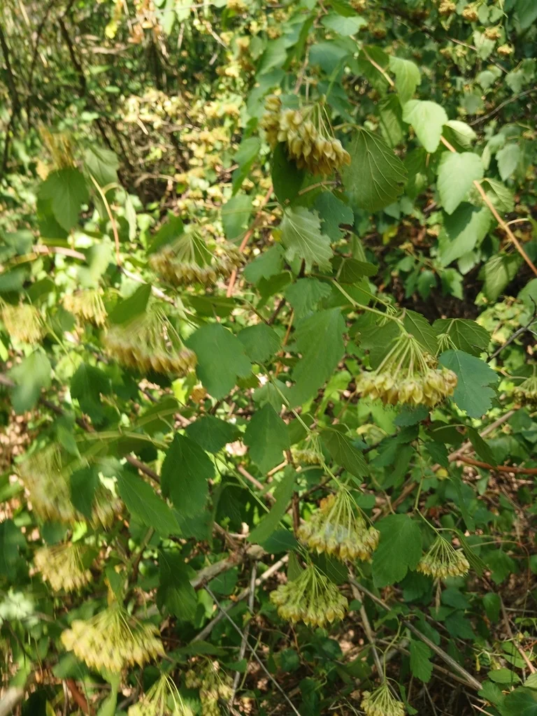 Physocarpus opulifolius