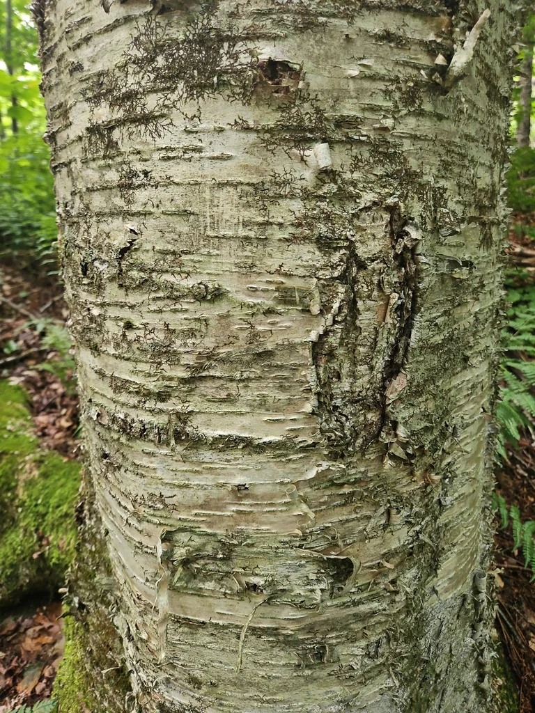 Betula Alleghaniensis