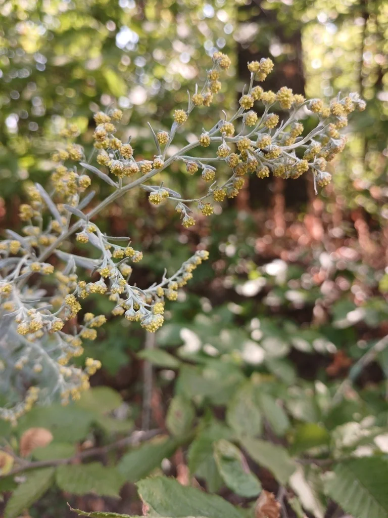 Artemisia Absinthium