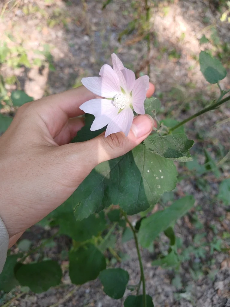 Lavatera Thuringiaca
