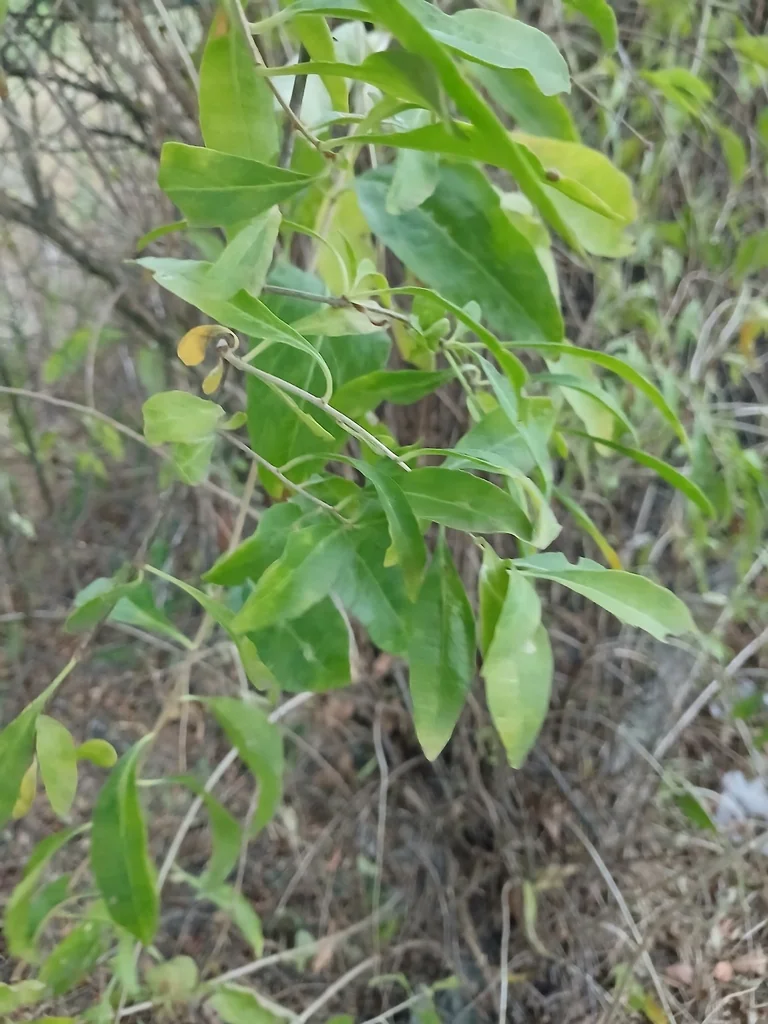Lycium Barbarum
