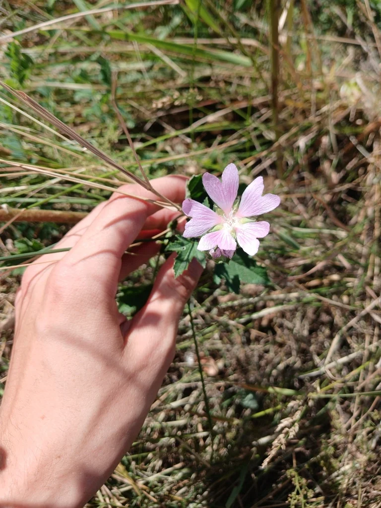 Lavatera Thuringiaca