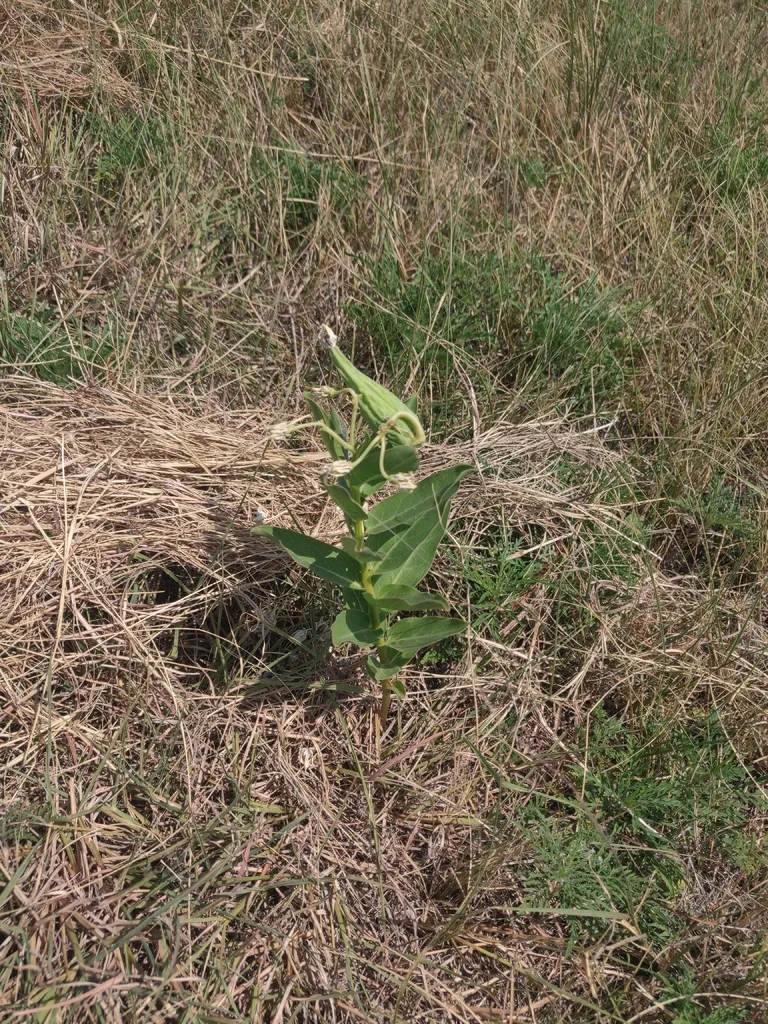 Asclepias Viridis