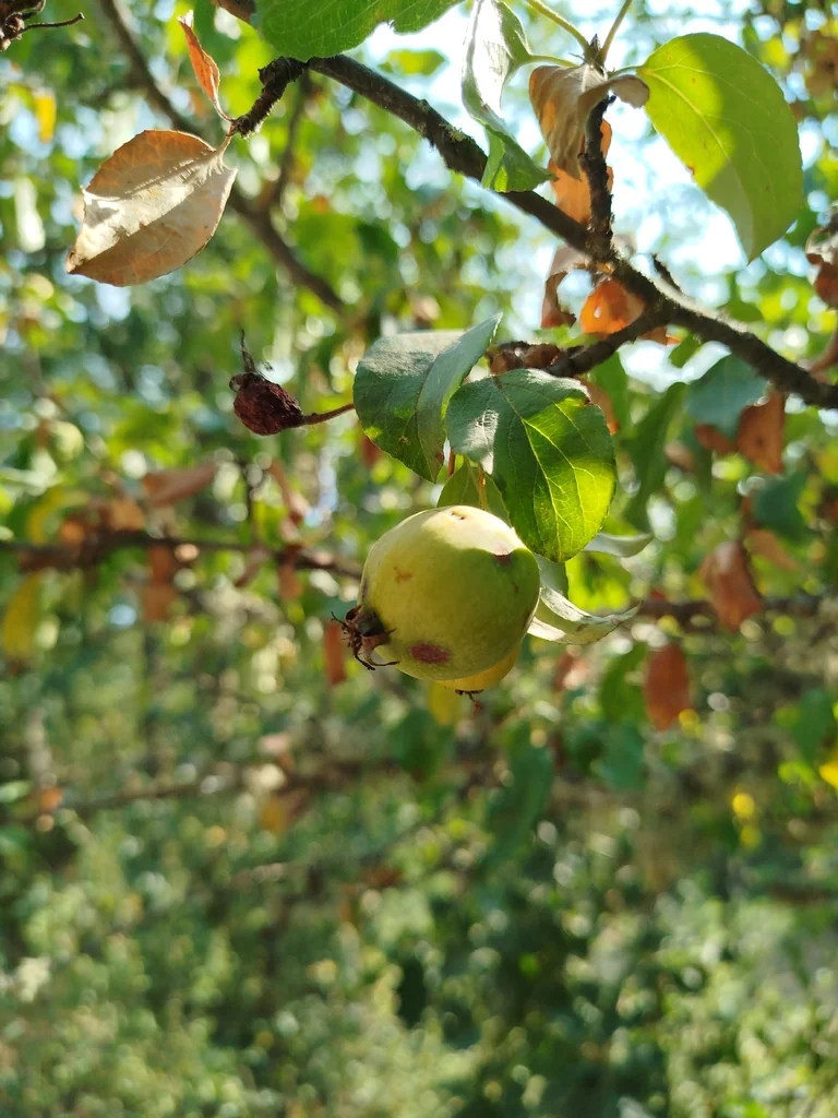 Malus Sylvestris