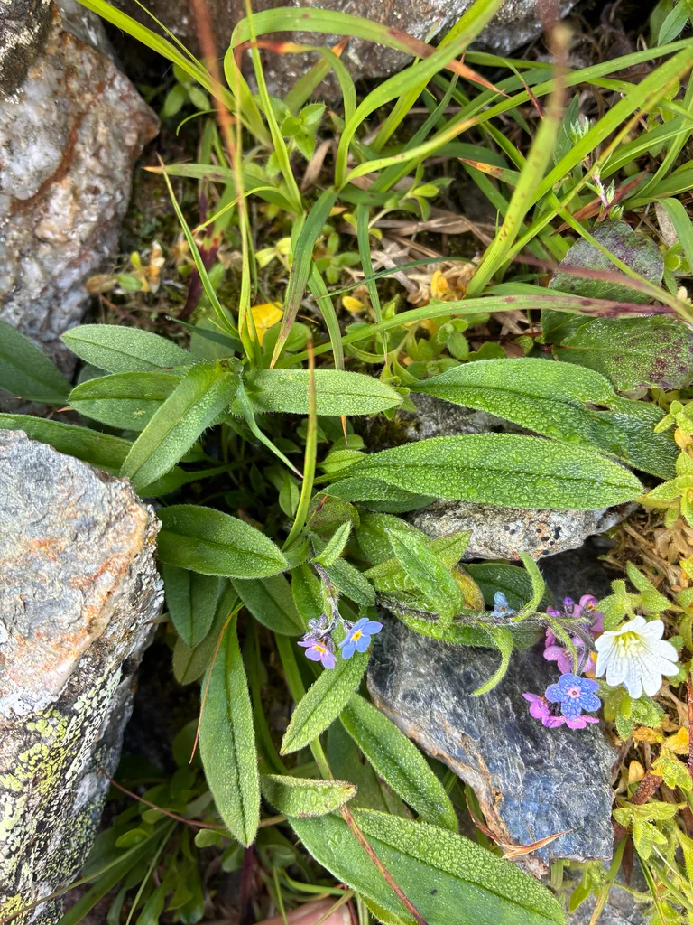 Myosotis Alpestris