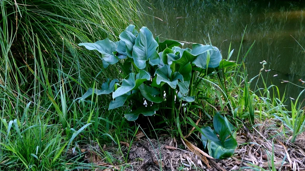 Zantedeschia Aethiopica