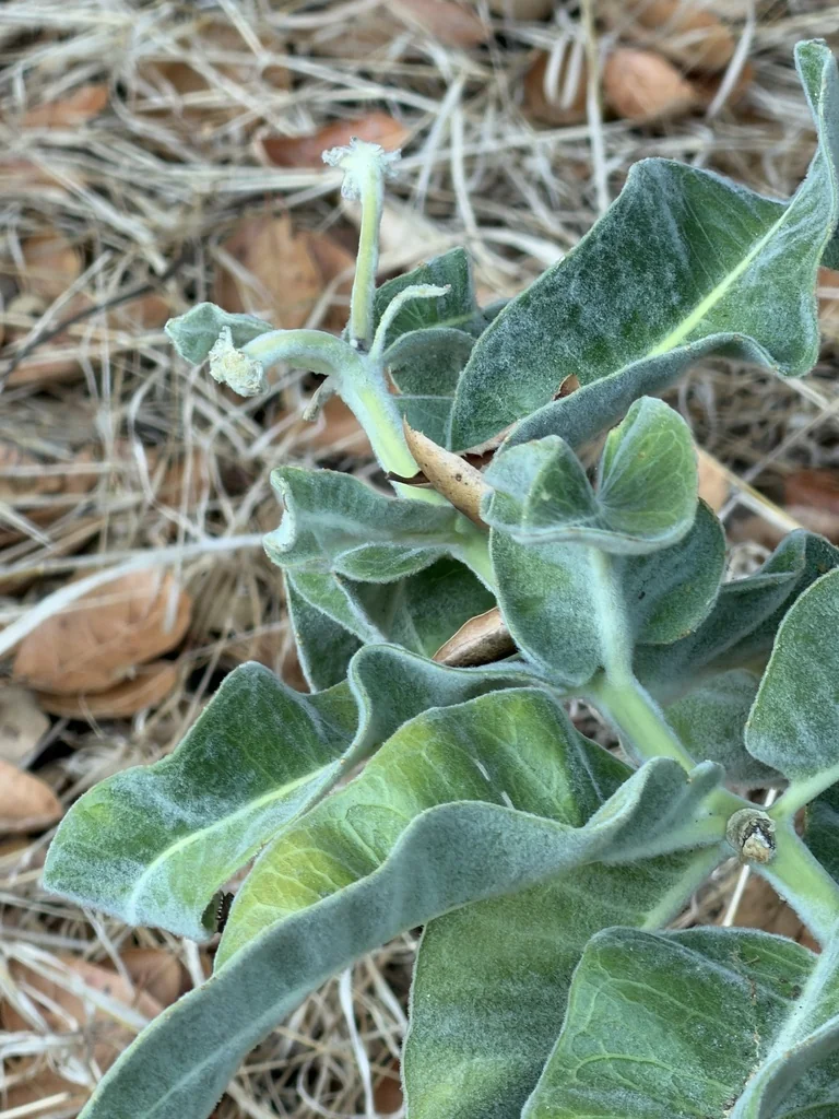 Asclepias Eriocarpa