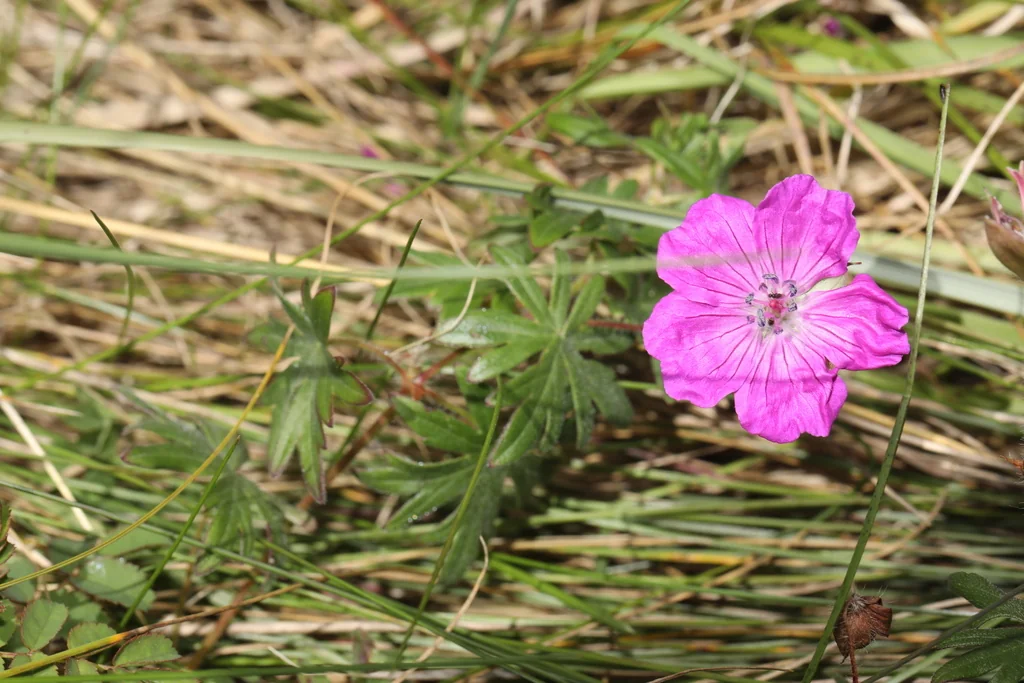 Geranium Sanguineum