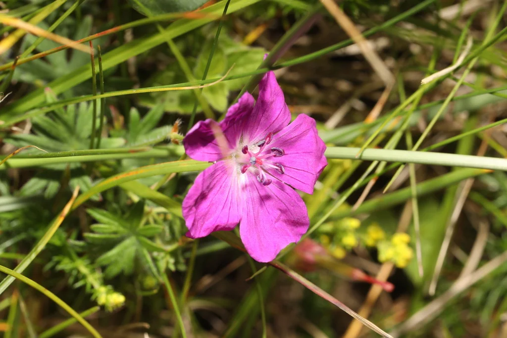Geranium Sanguineum
