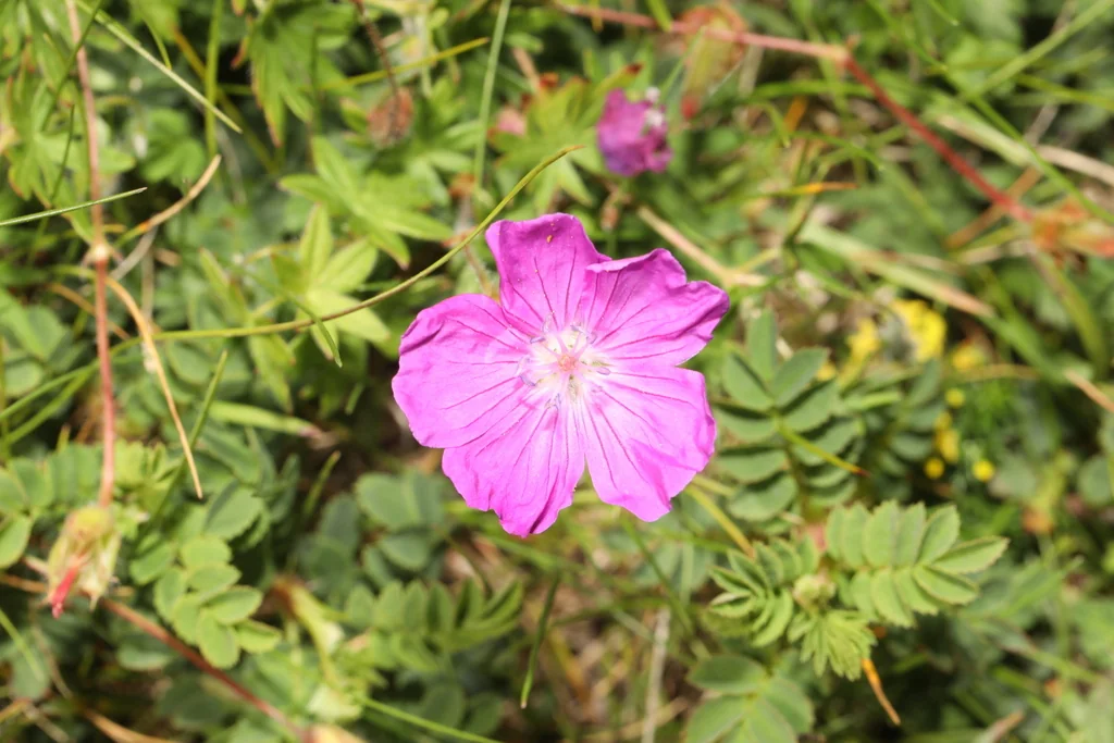 Geranium Sanguineum