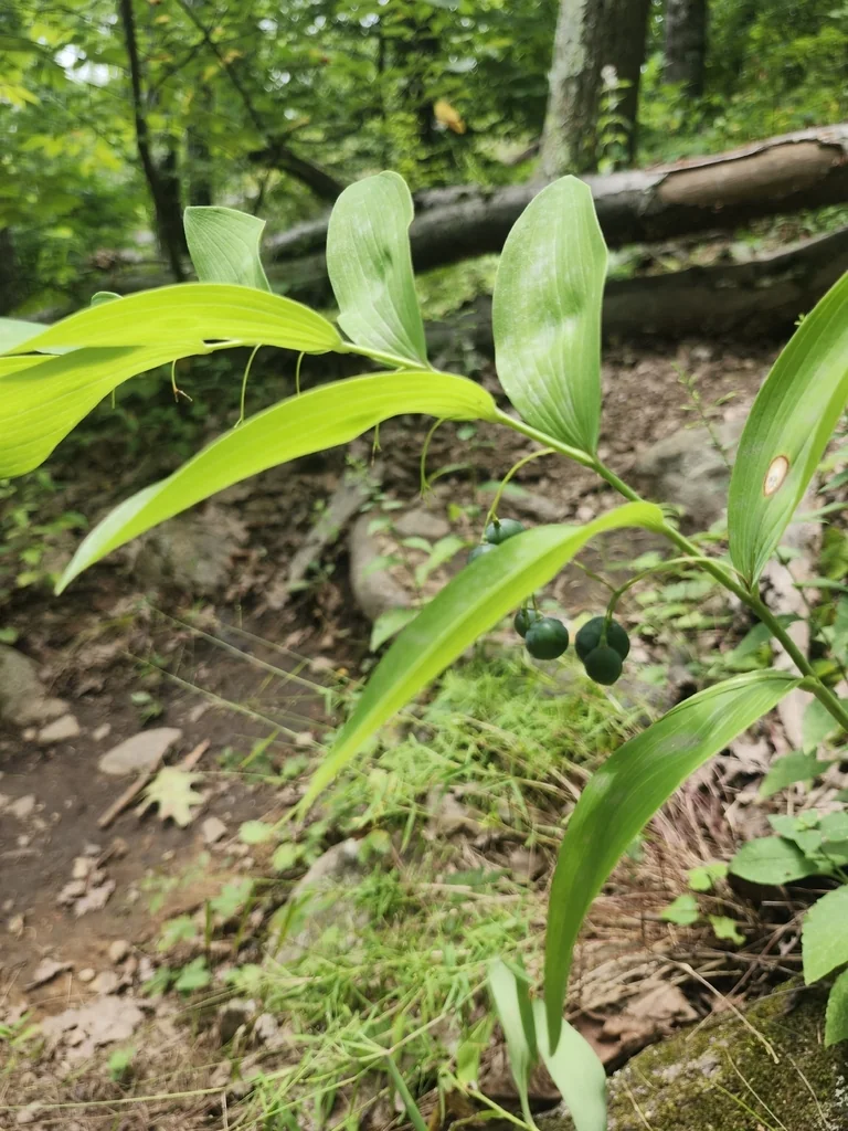 Polygonatum Biflorum