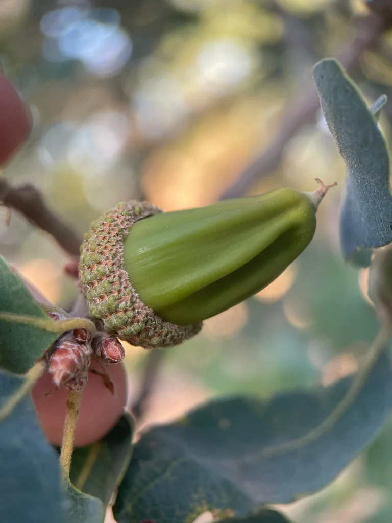 Quercus dumosa