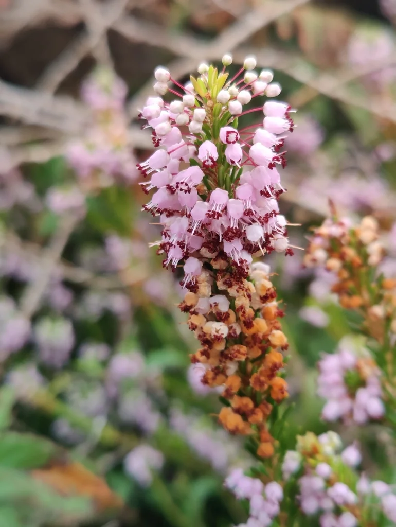 Erica Vagans