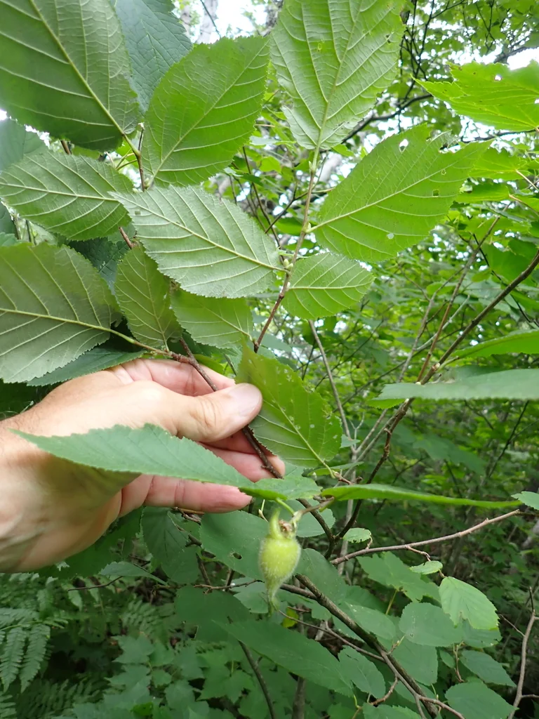 Corylus Cornuta