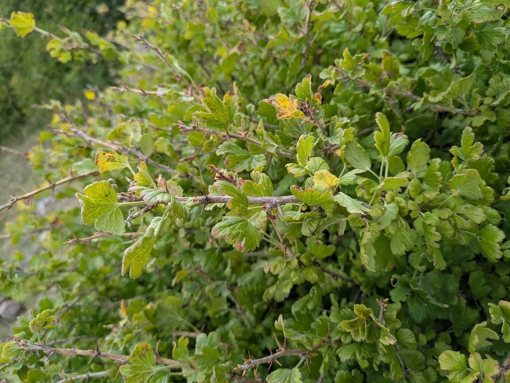 Ribes Uva-Crispa