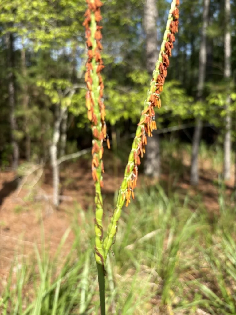 Tripsacum Dactyloides
