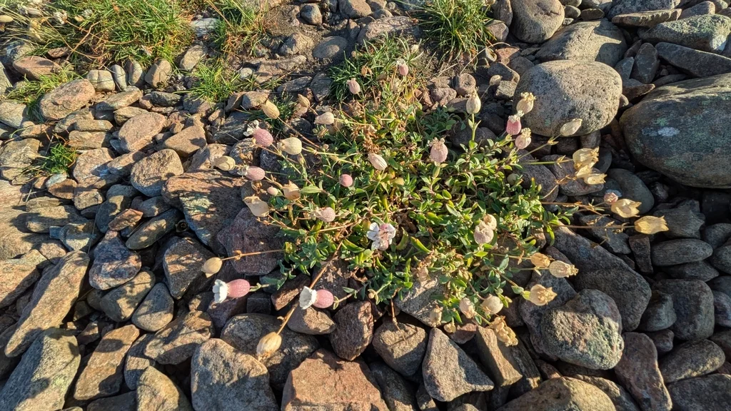 Silene Uniflora