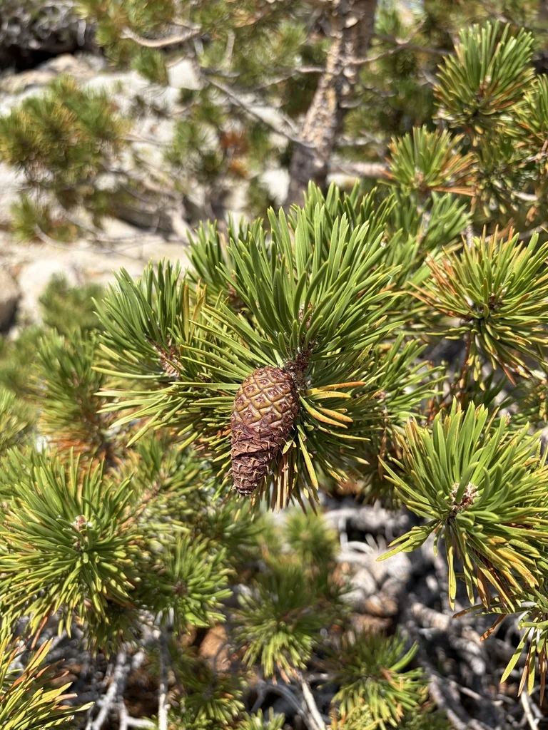 Pinus Contorta