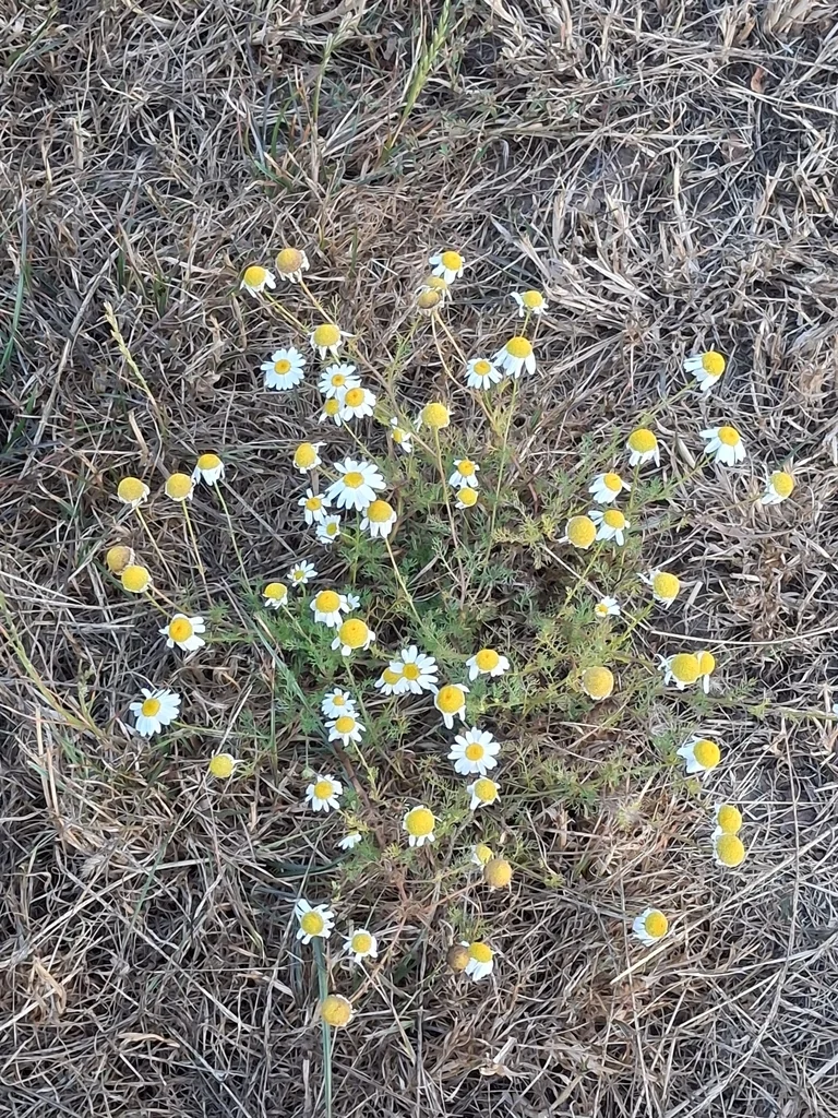 Matricaria Recutita