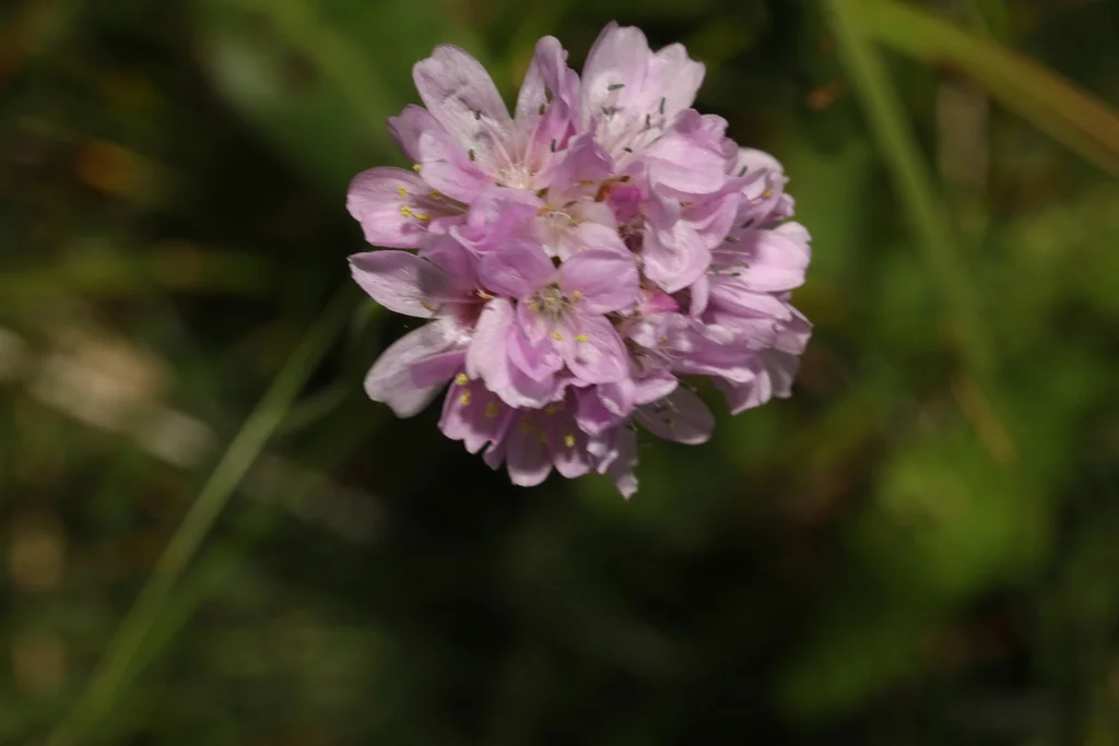 Armeria Maritima