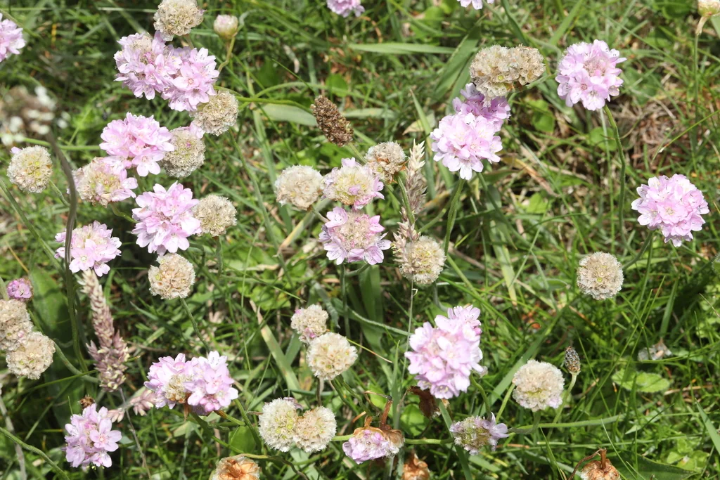 Armeria Maritima