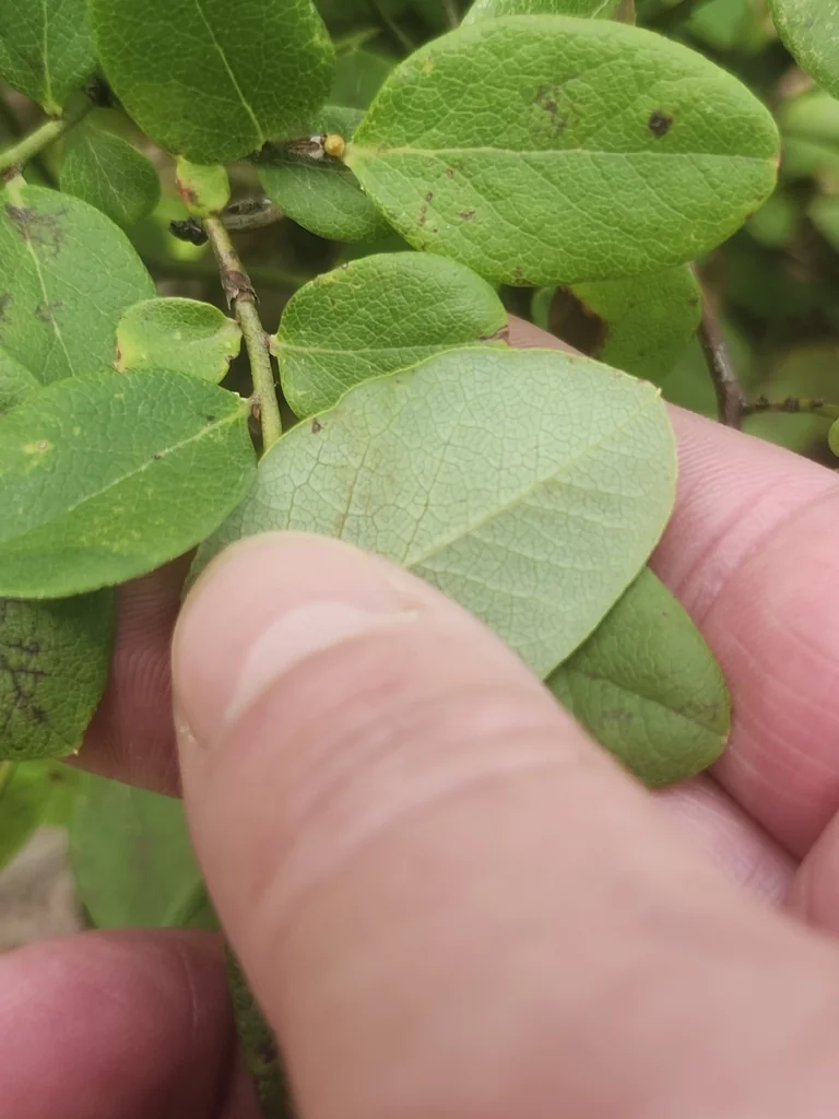 Vaccinium Pallidum