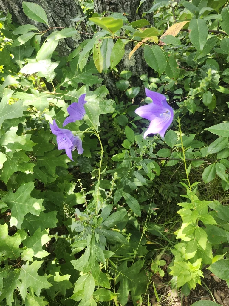 Platycodon Grandiflorus