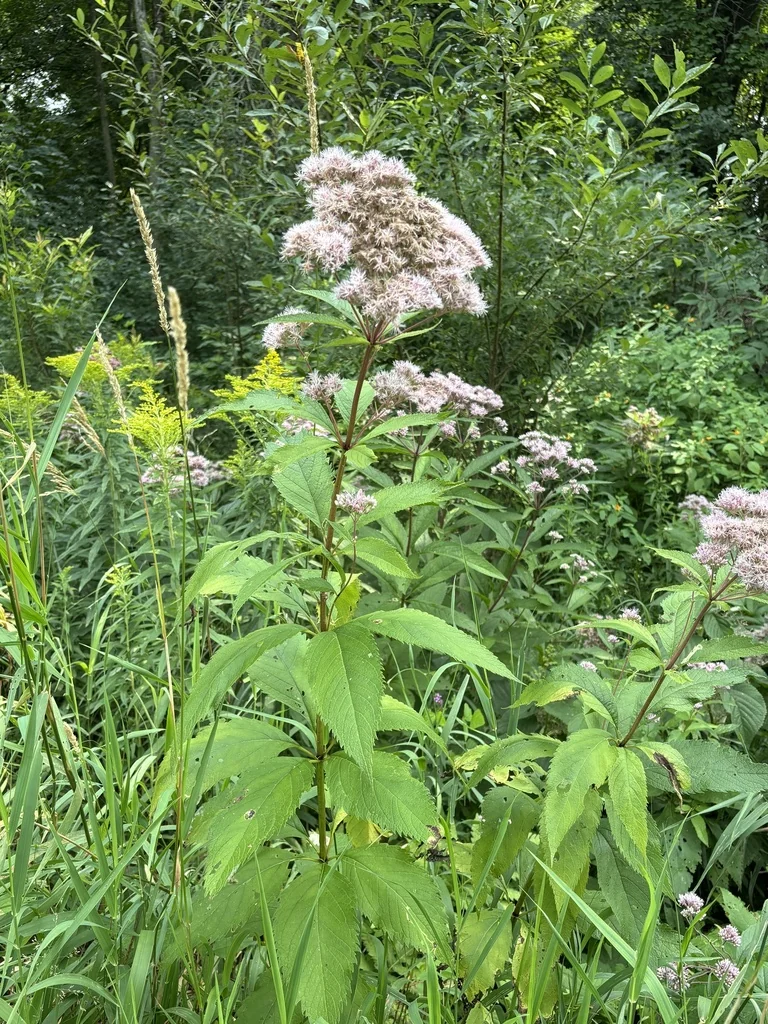 Eutrochium Maculatum