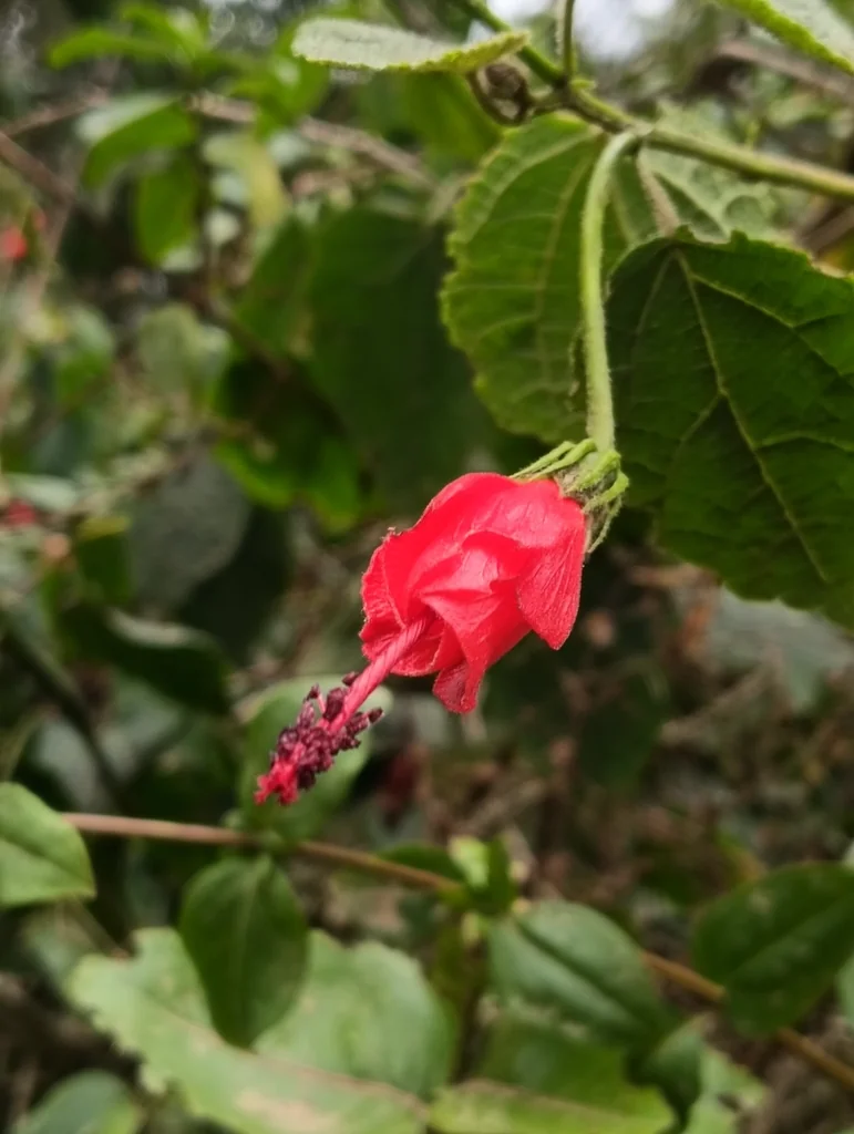 Malvaviscus Arboreus