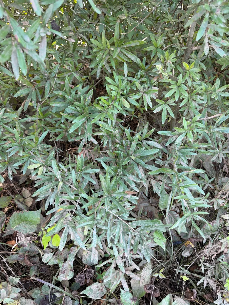 Quercus Phellos