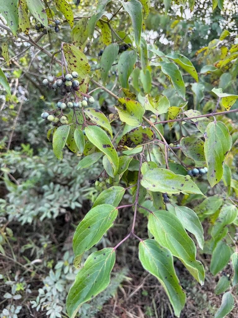 Cornus Amomum