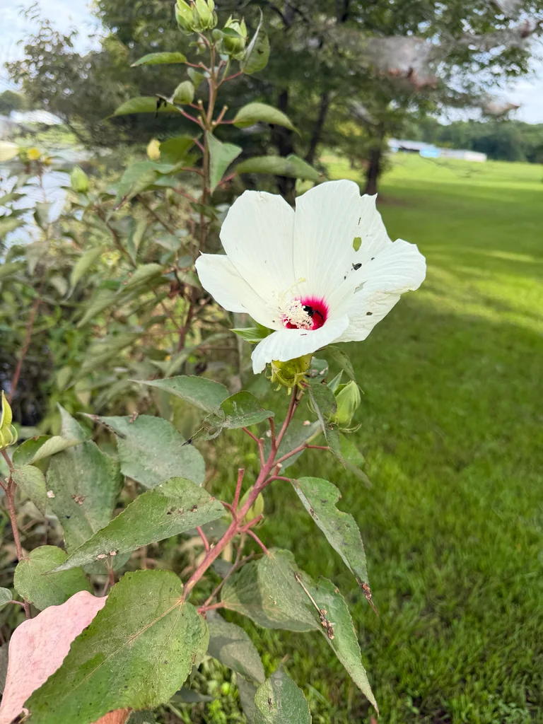 Hibiscus Moscheutos