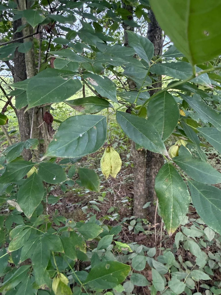 Staphylea Trifolia