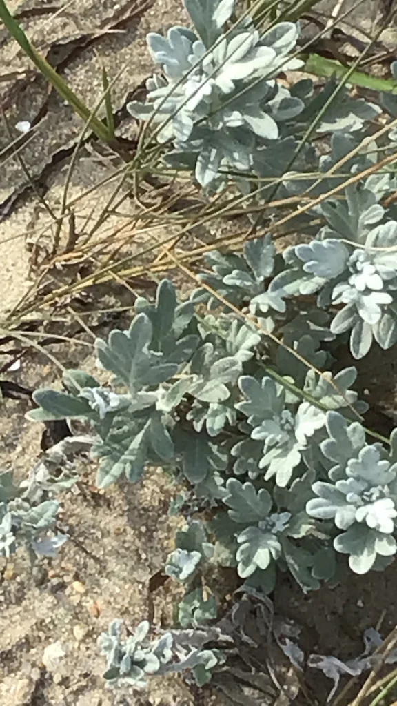 Artemisia stelleriana