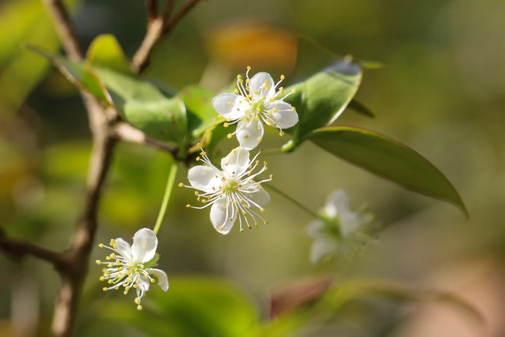 Eugenia Uniflora