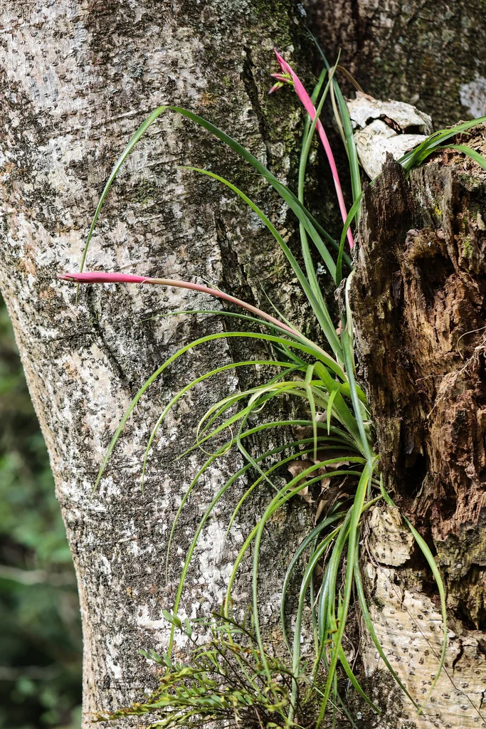 Billbergia Nutans
